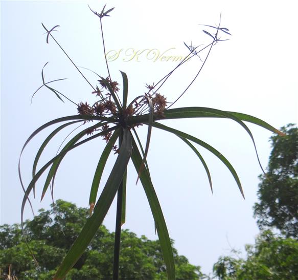  Inflorescence (Anthelodium)